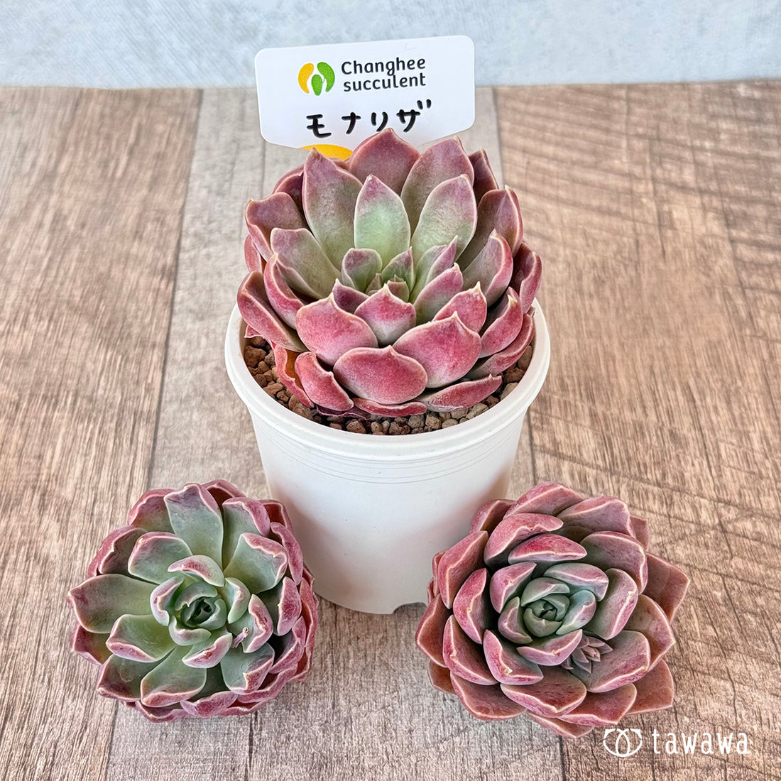 モナリザ【単頭苗】(チャンヒー農園苗)