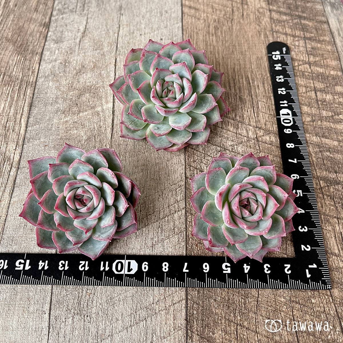 ＊新入荷＊　コットンブルー