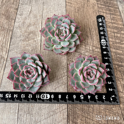 ＊新入荷＊　コットンブルー