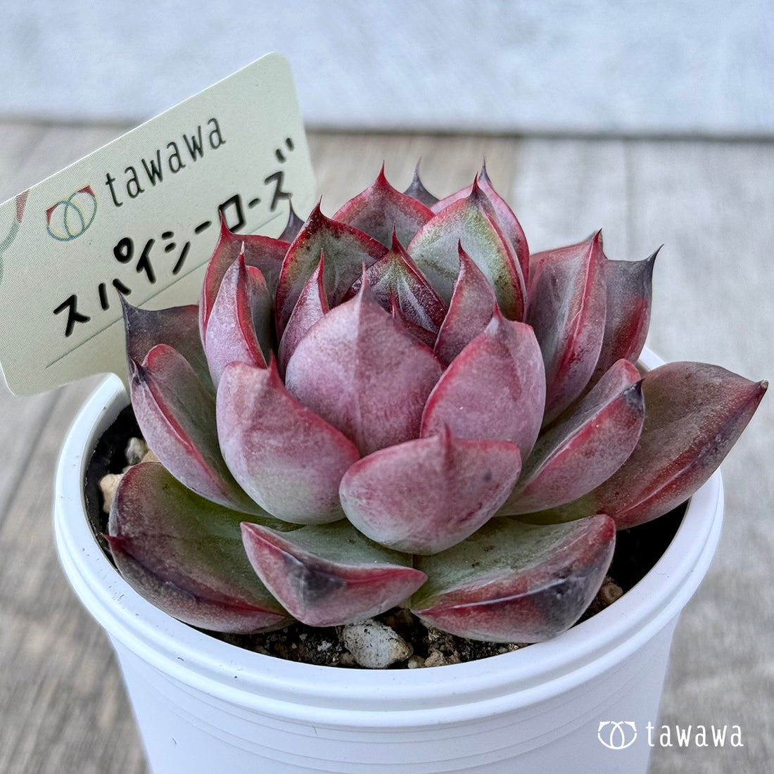 New Arrivals: Ice Green