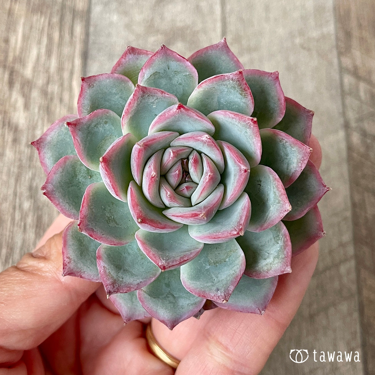 Koroki