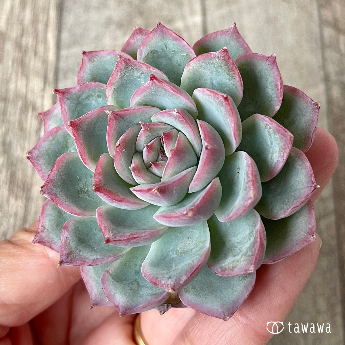 Koroki