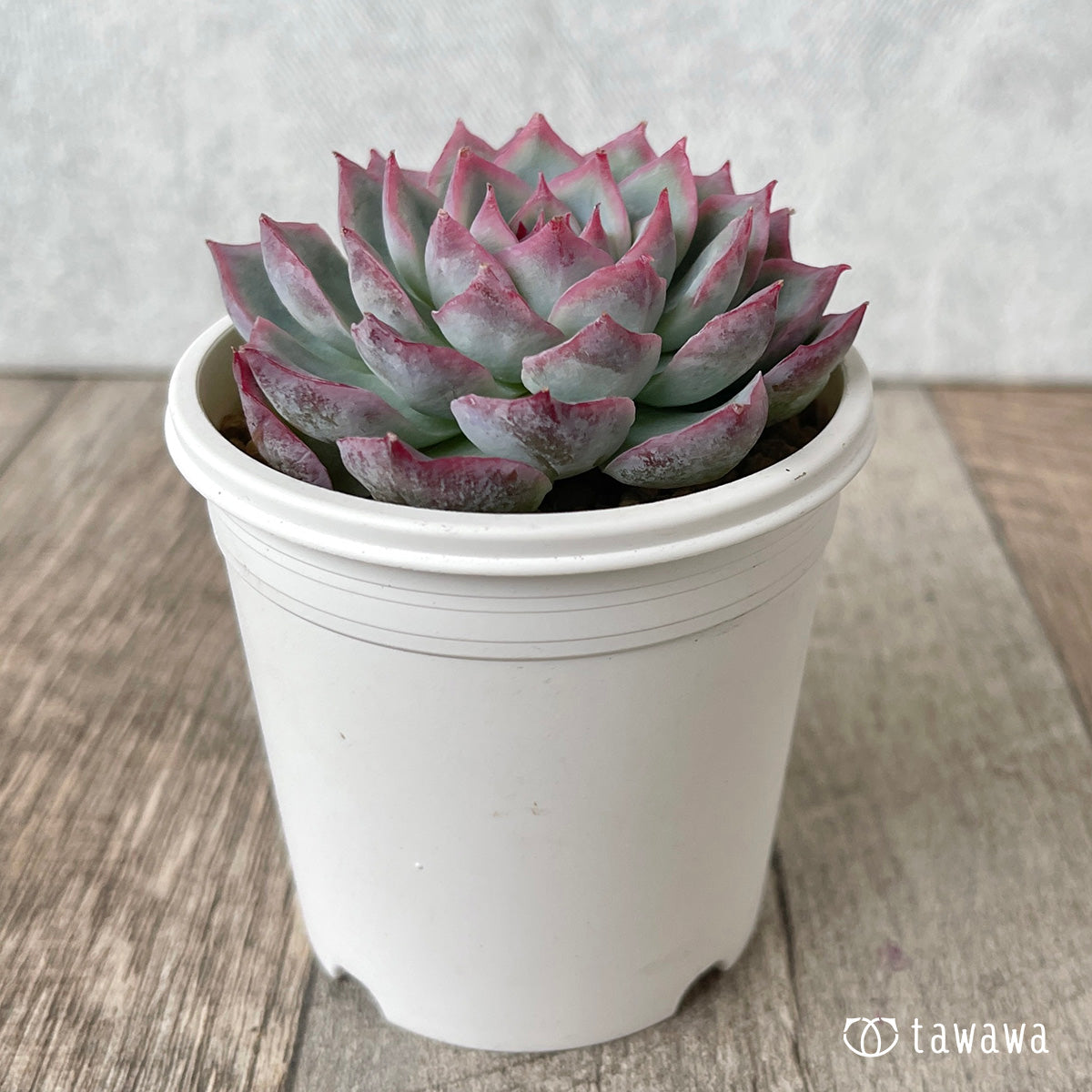 ＊新入荷＊　コットンブルー