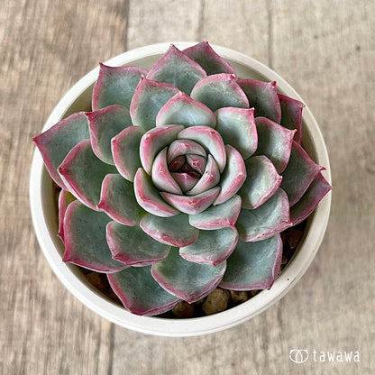 ＊新入荷＊　コットンブルー