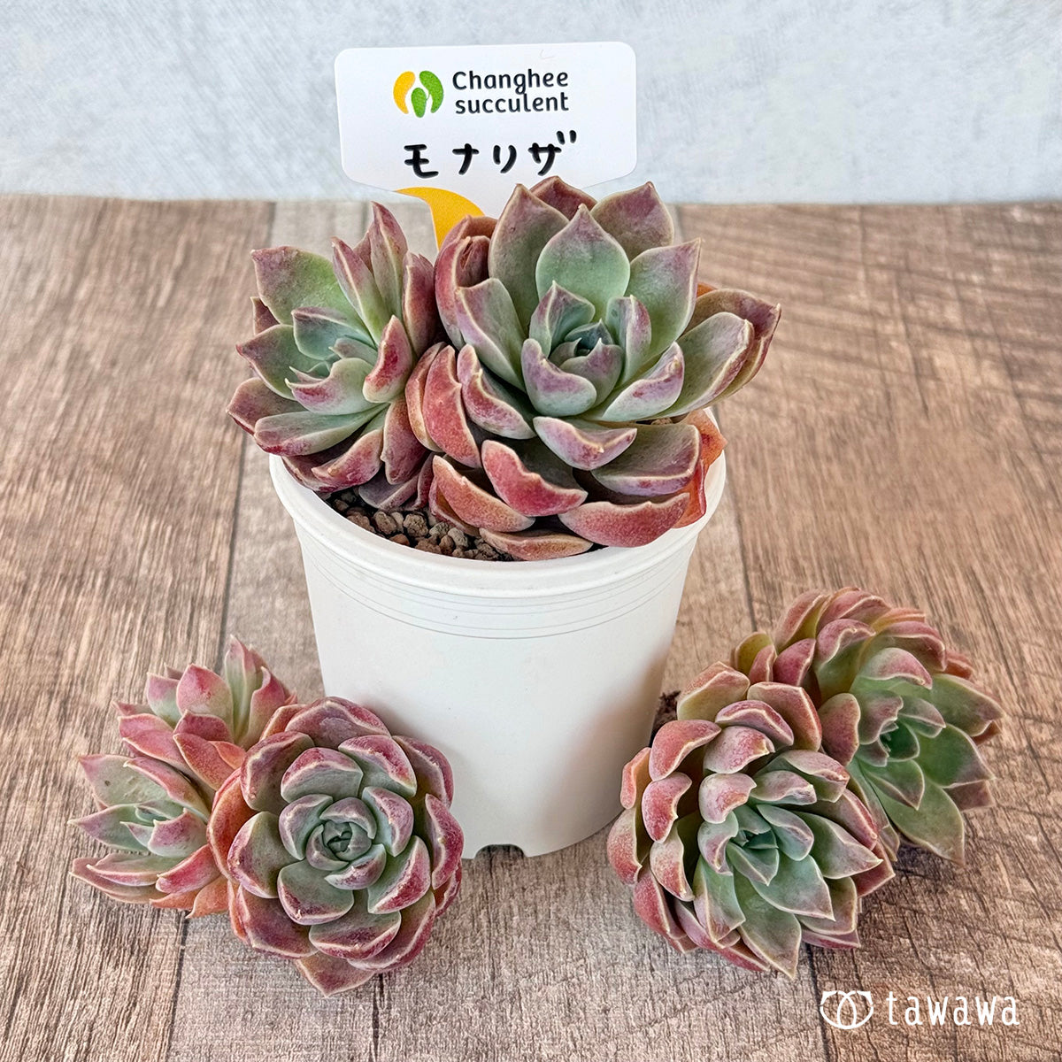 ＊新入荷＊　モナリザ【多頭苗】（チャンヒー農園苗）
