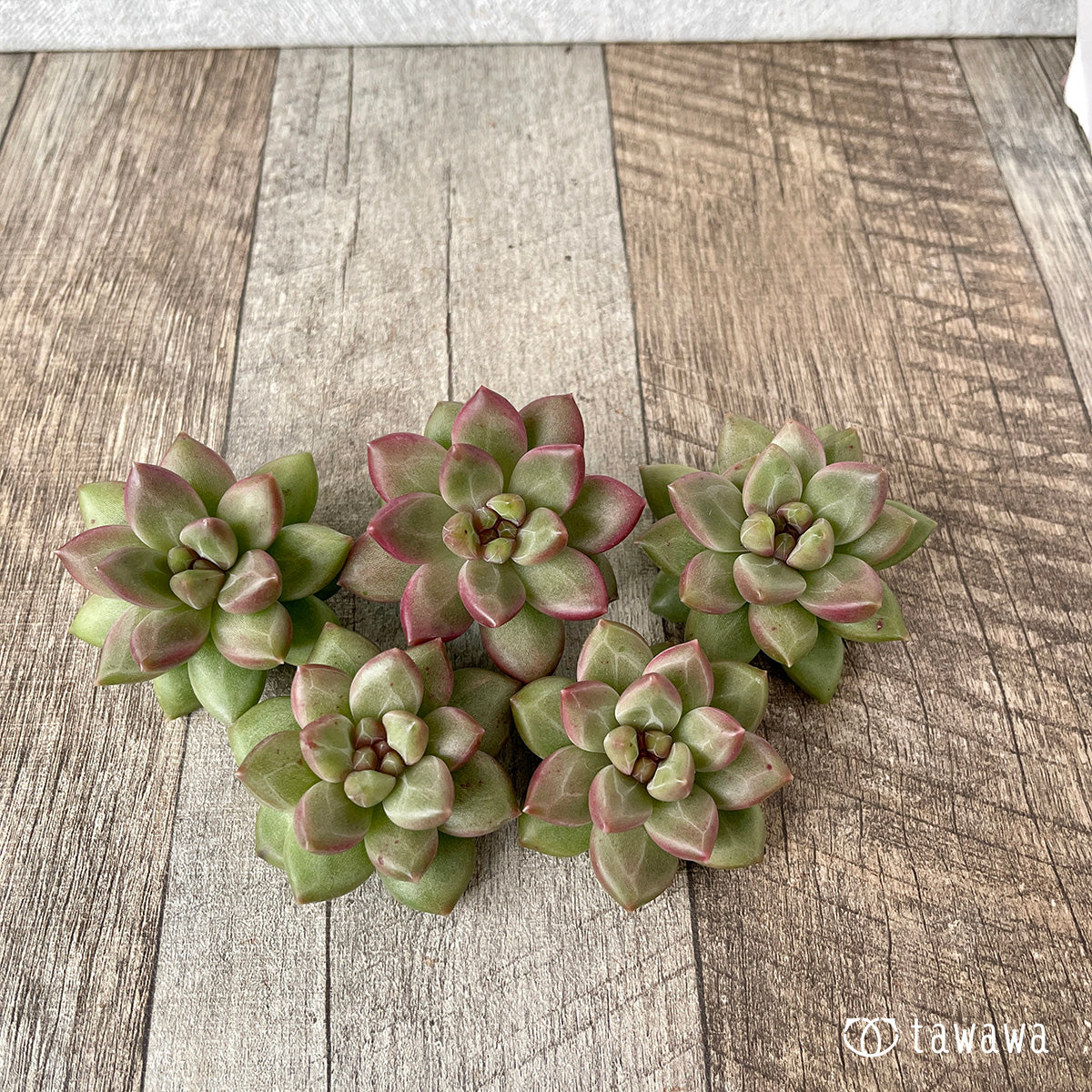 ＊新入荷＊　チボリ