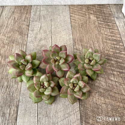 ＊新入荷＊　チボリ