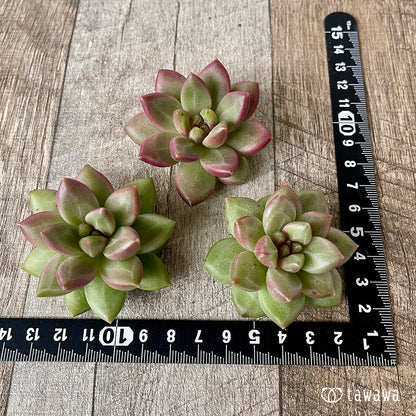 ＊新入荷＊　チボリ