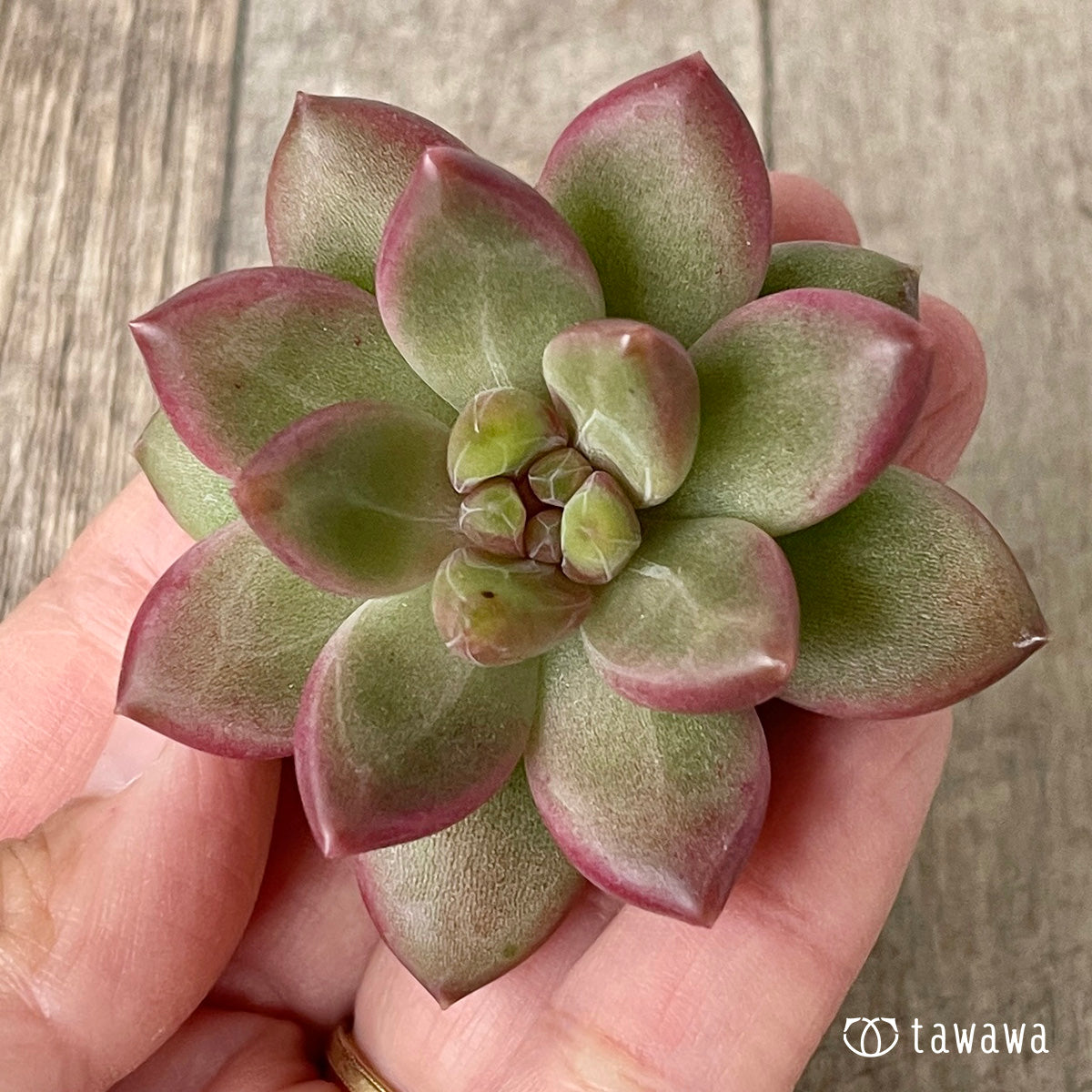 ＊新入荷＊　チボリ