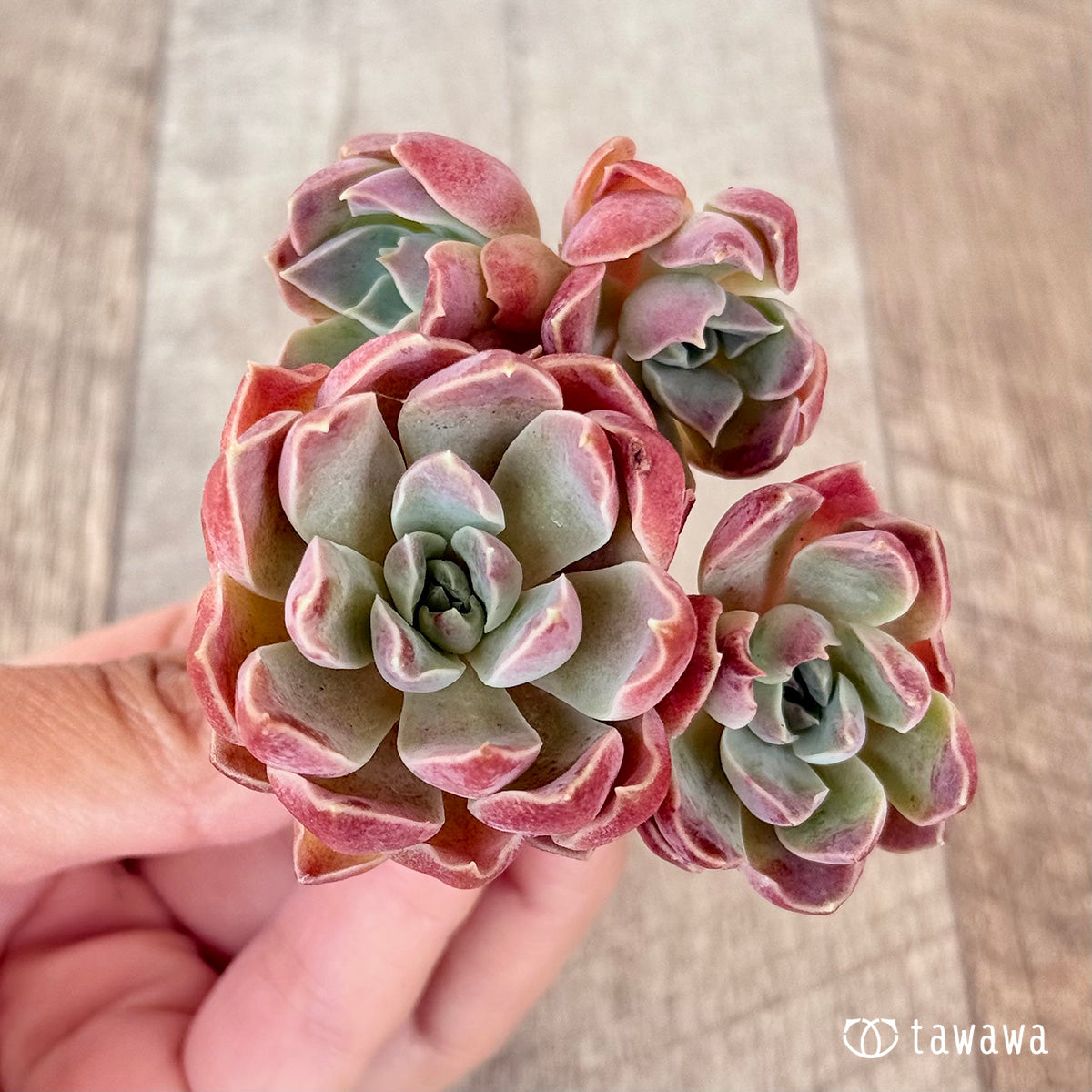 ＊新入荷＊　モナリザ【多頭苗】（チャンヒー農園苗）