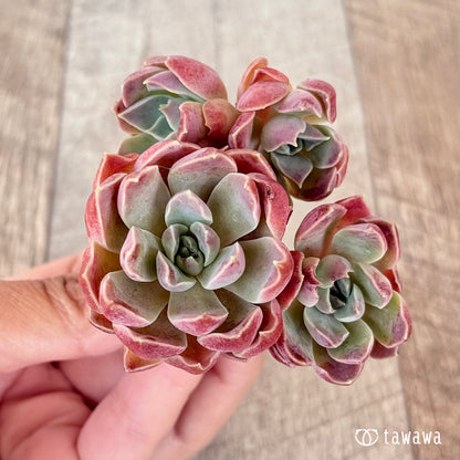 ＊新入荷＊　モナリザ【多頭苗】（チャンヒー農園苗）