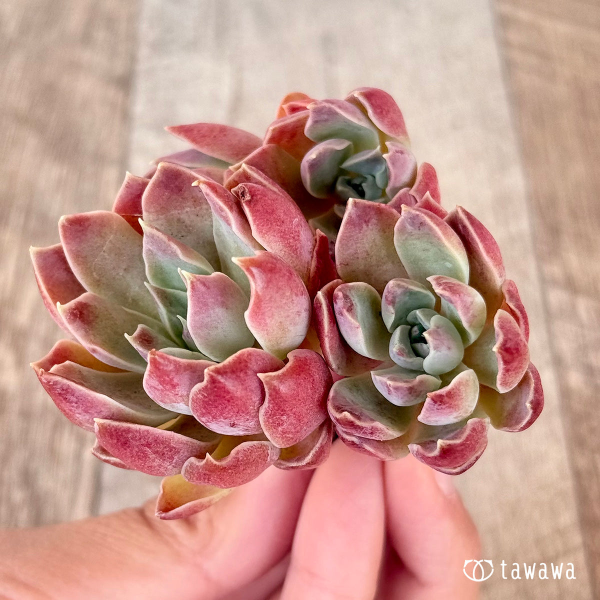 ＊新入荷＊　モナリザ【多頭苗】（チャンヒー農園苗）
