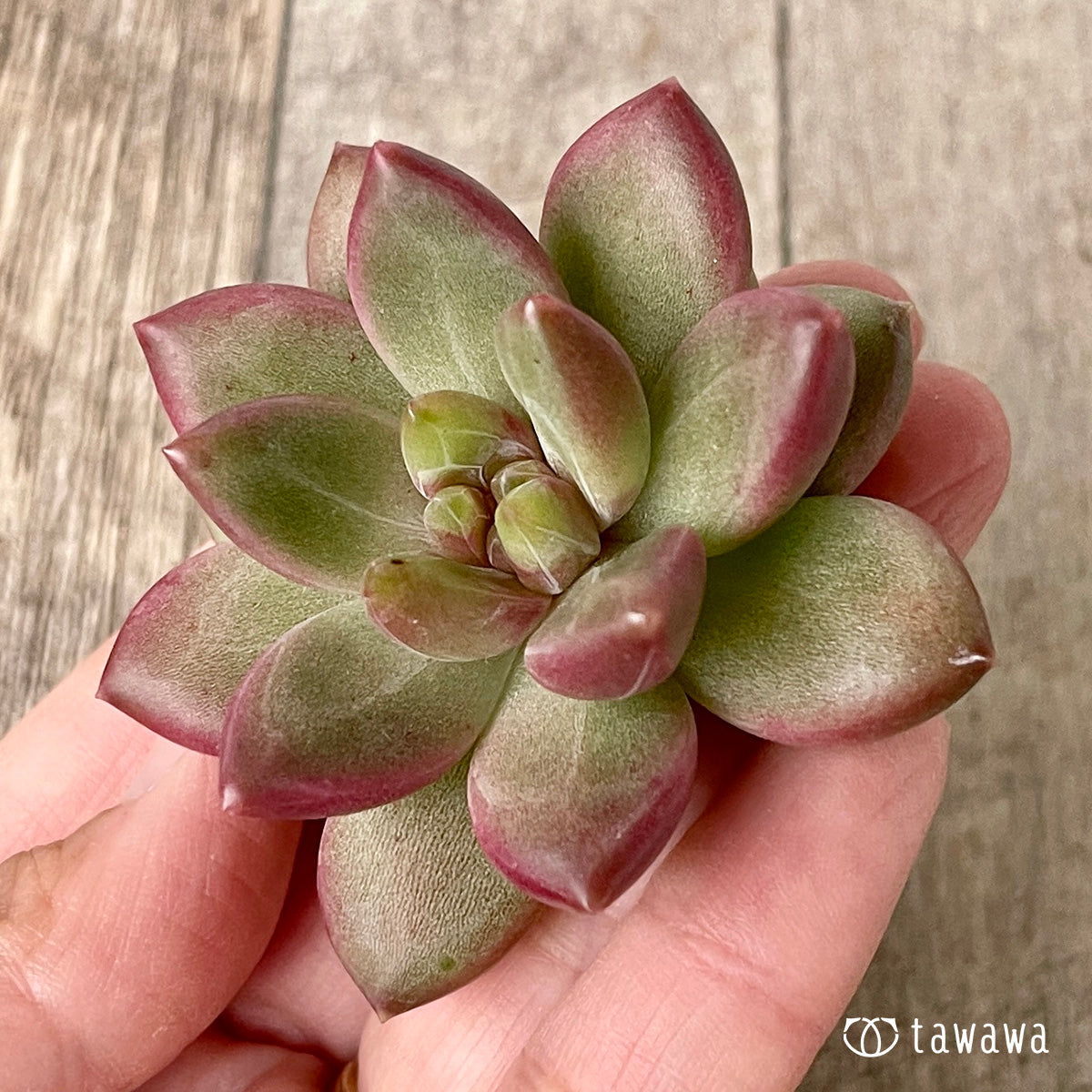 ＊新入荷＊　チボリ