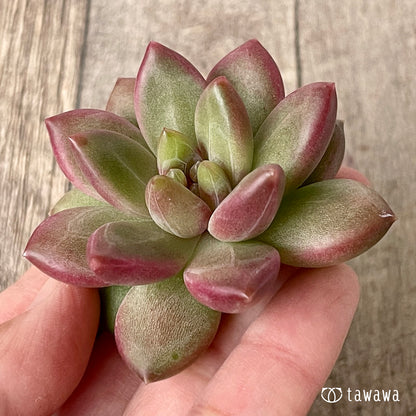 ＊新入荷＊　チボリ