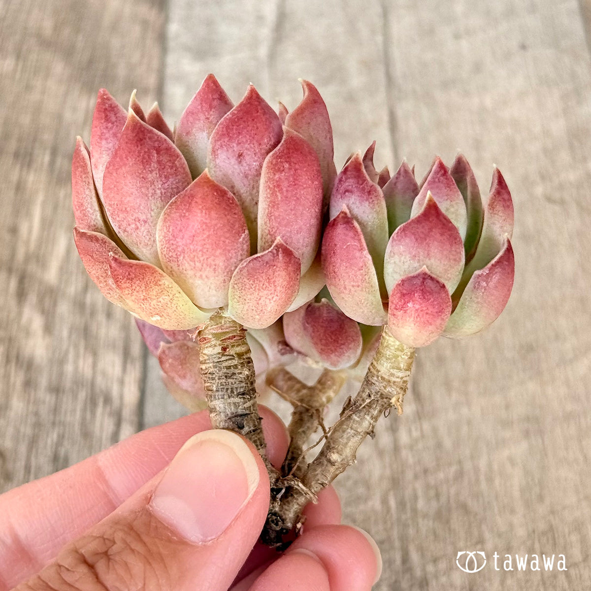＊新入荷＊　モナリザ【多頭苗】（チャンヒー農園苗）