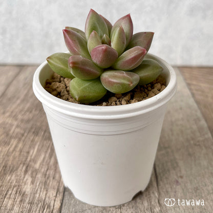 ＊新入荷＊　チボリ