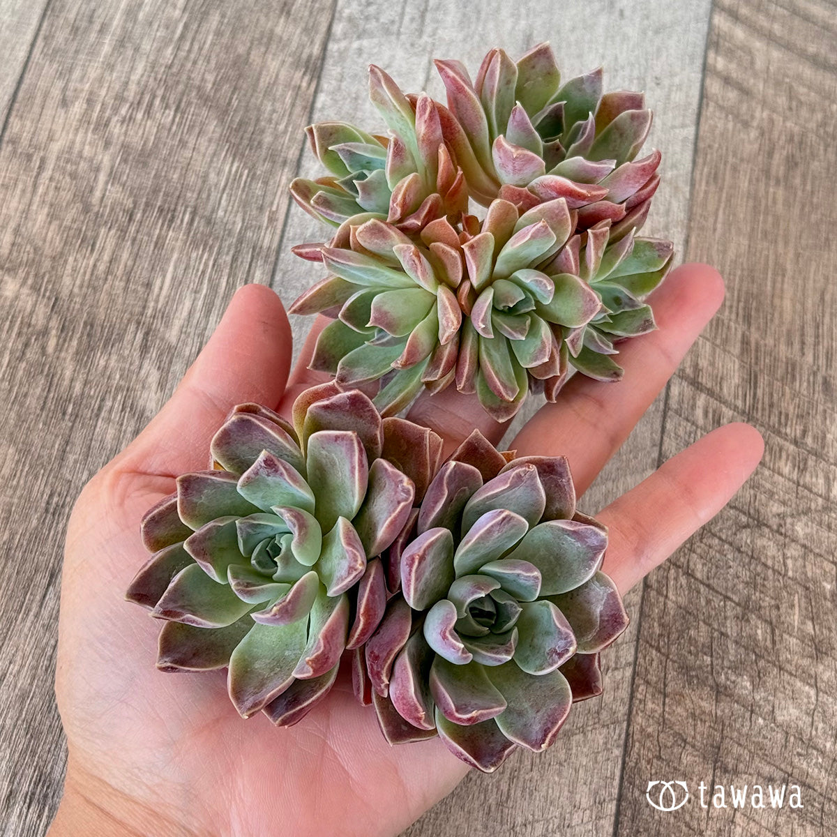 ＊新入荷＊　モナリザ【多頭苗】（チャンヒー農園苗）