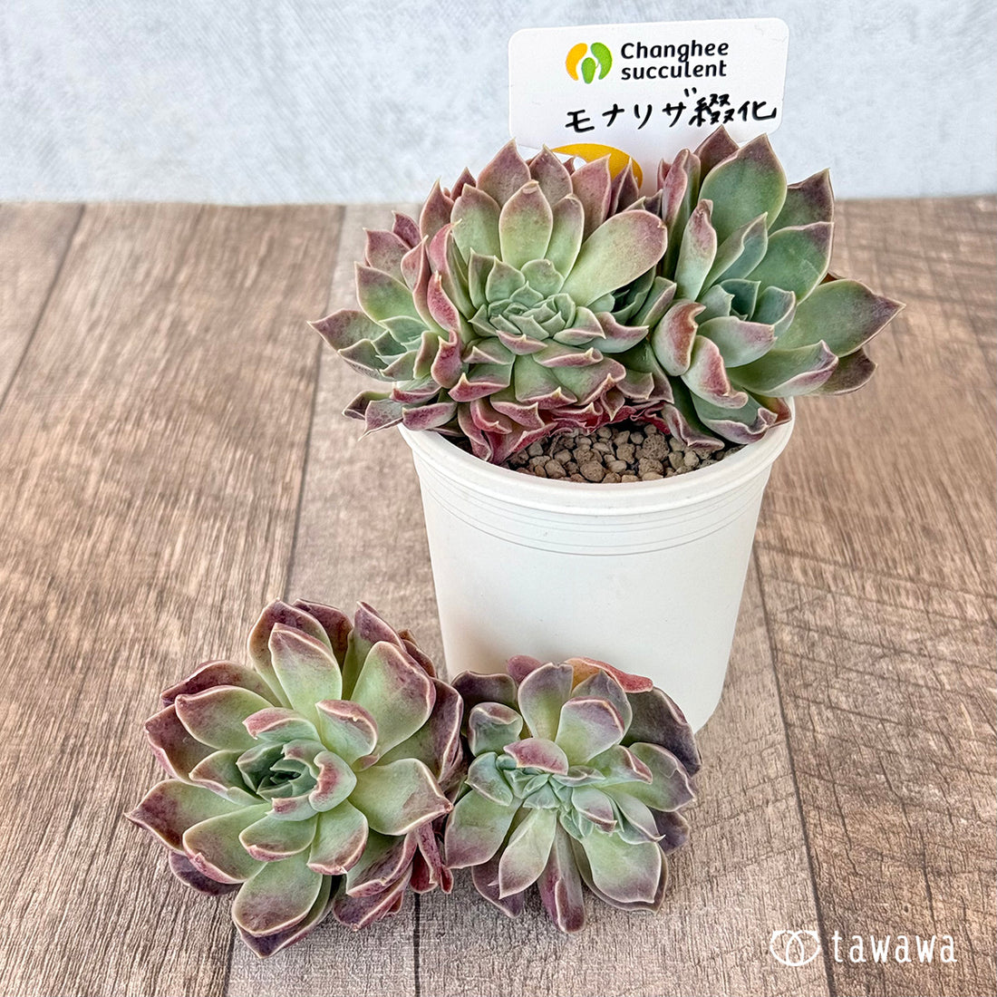 New Arrivals: Ice Green