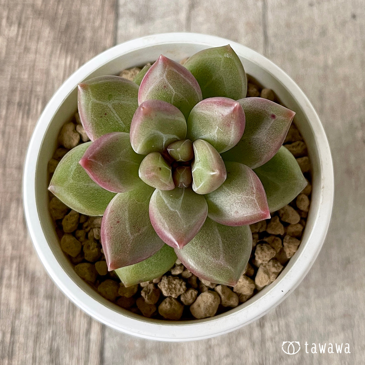 ＊新入荷＊　チボリ