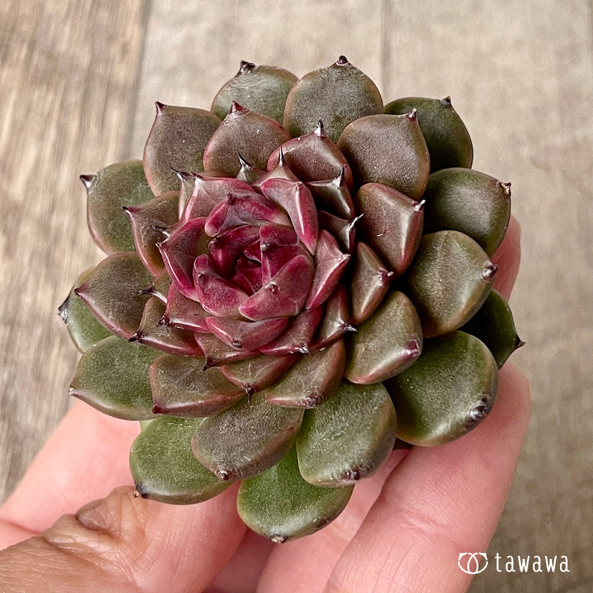 New Arrival* Cubic Frost