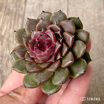 New Arrival* Cubic Frost
