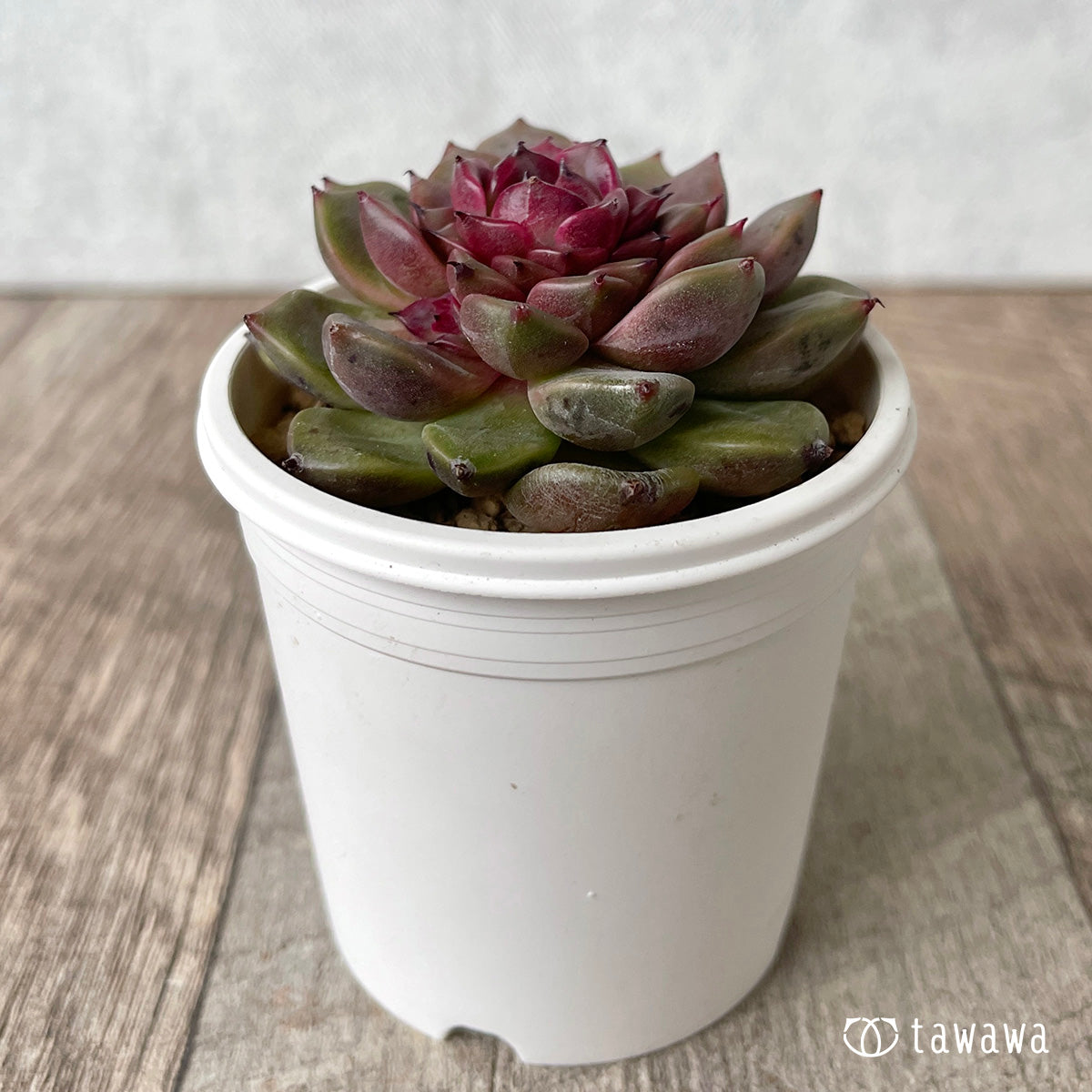 New Arrival* Cubic Frost