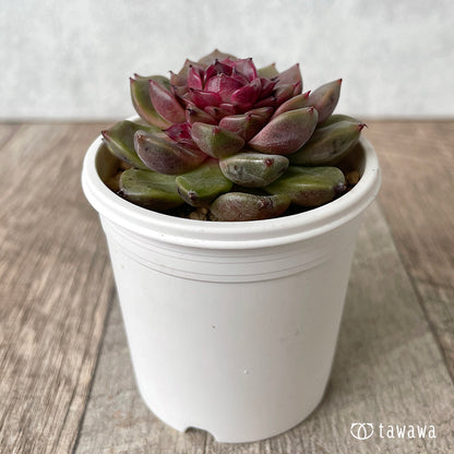 New Arrival* Cubic Frost