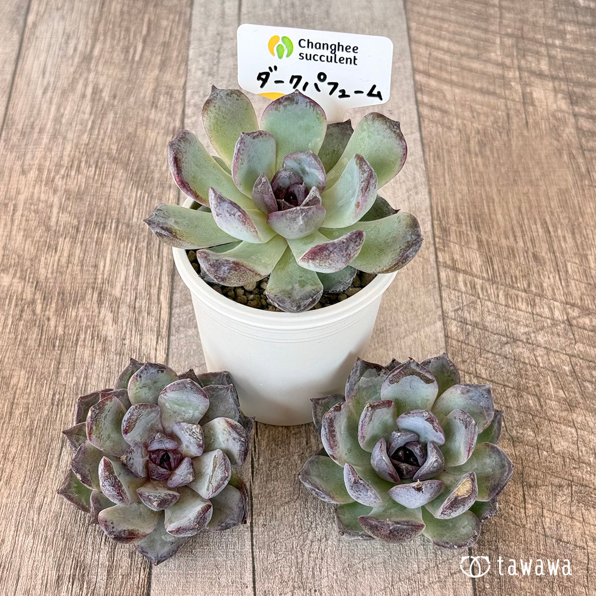 ＊新入荷＊　ダークパフューム【単頭苗】（チャンヒー農園苗）