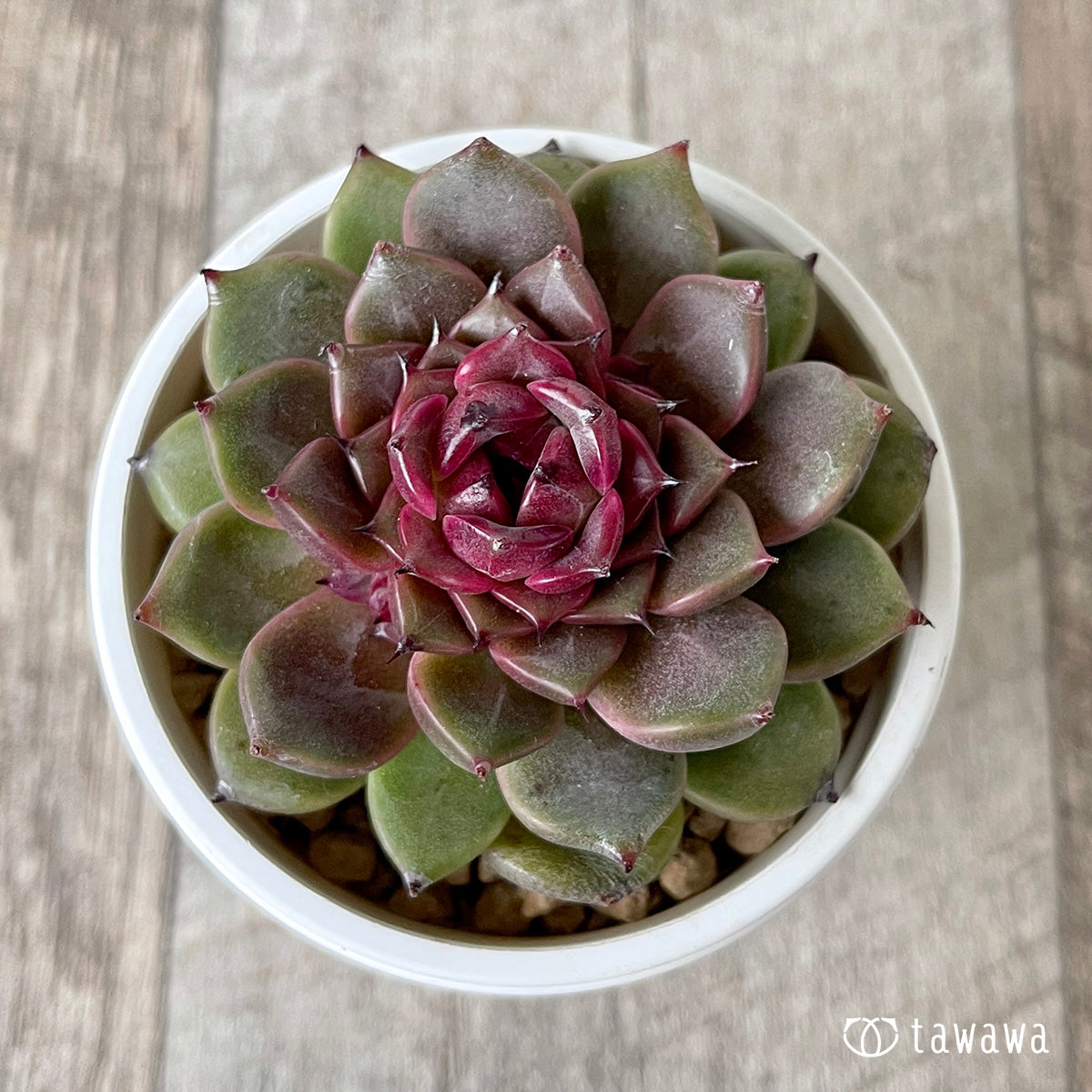 New Arrival* Cubic Frost