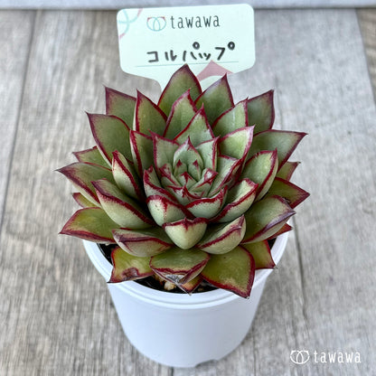 コルパップ（エアーマジック農園）【tawawaハウス苗】