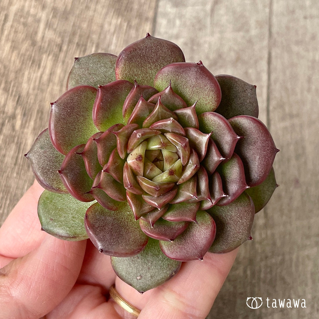 New Arrival* Cubic Frost