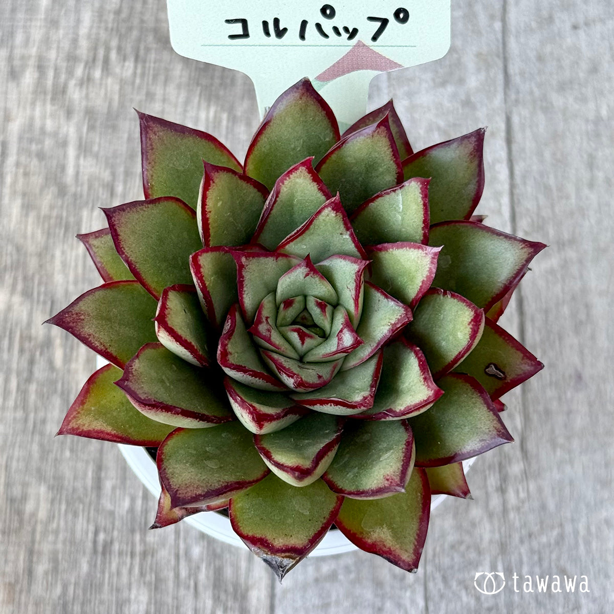 Corpap (Air Magic Farm) [tawawa house seedlings]