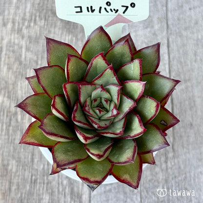 コルパップ（エアーマジック農園）【tawawaハウス苗】