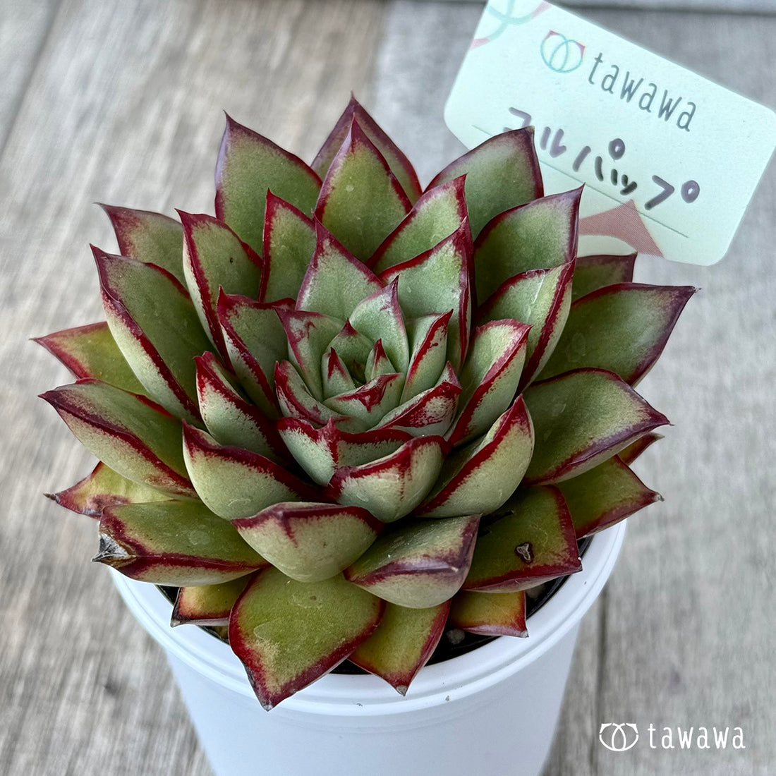 ＊新発売＊　コルパップ（エアーマジック農園）【tawawaハウス苗】