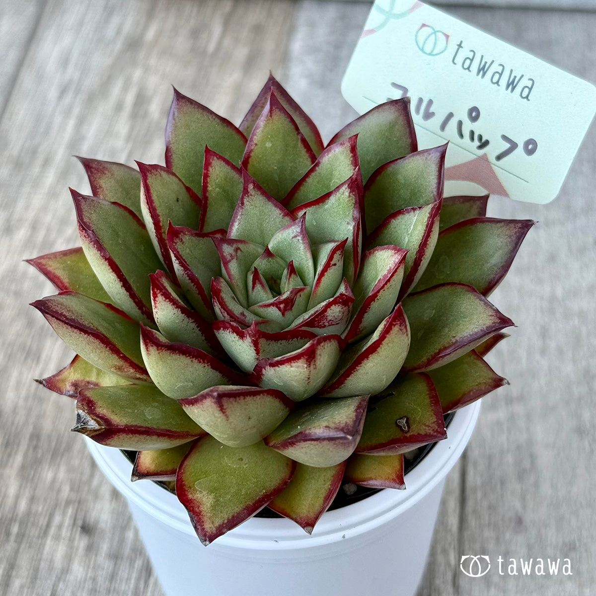 コルパップ（エアーマジック農園）【tawawaハウス苗】