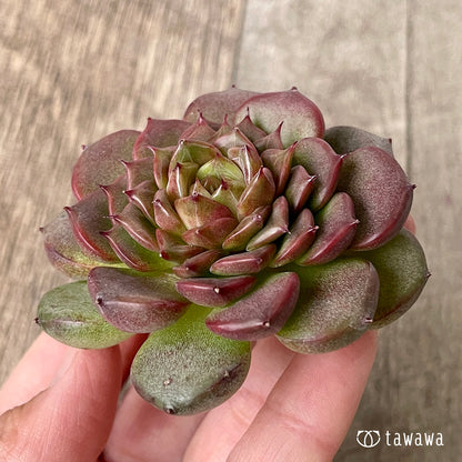 ＊新入荷＊　シンディ②