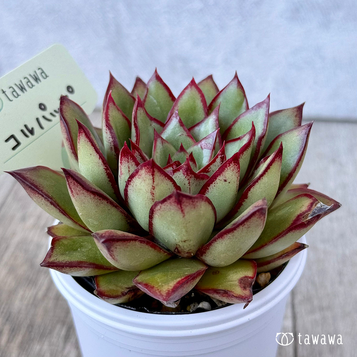 コルパップ（エアーマジック農園）【tawawaハウス苗】