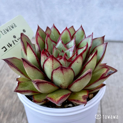 コルパップ（エアーマジック農園）【tawawaハウス苗】