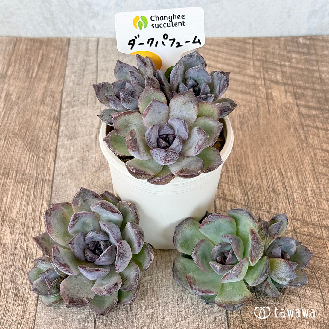 New Arrivals: Ice Green