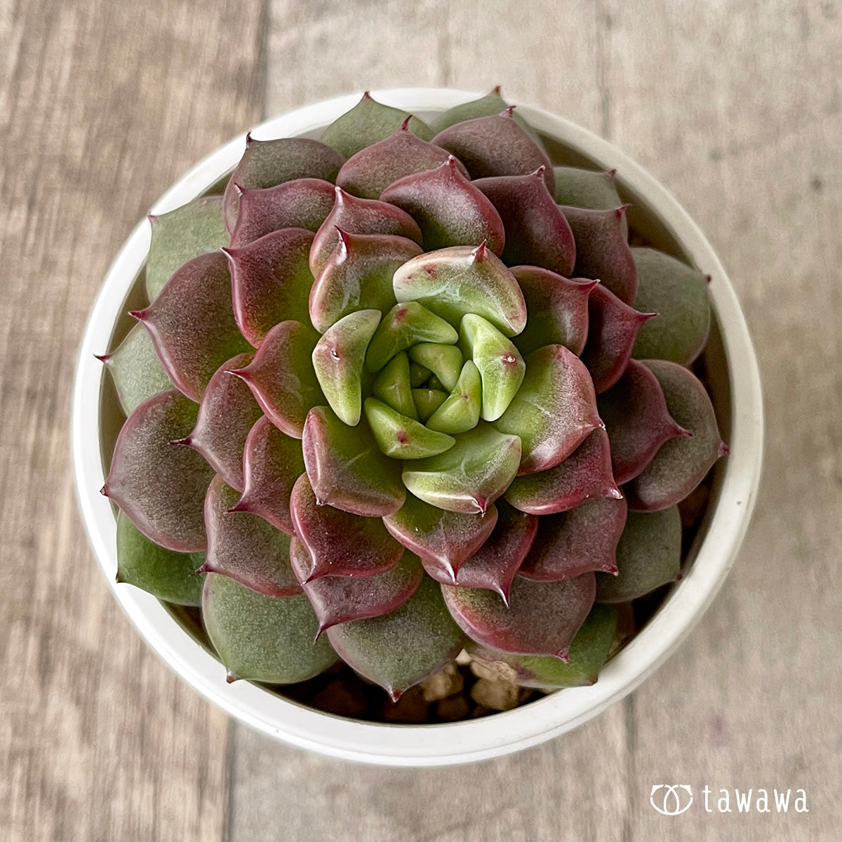 New Arrival* Cubic Frost