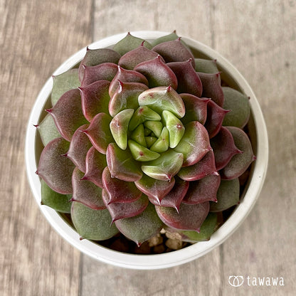 ＊新入荷＊　シンディ②