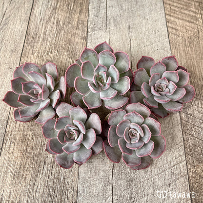 ＊新入荷＊　アールグレイ【単頭】