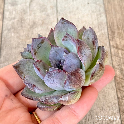 New Arrivals: Ice Green