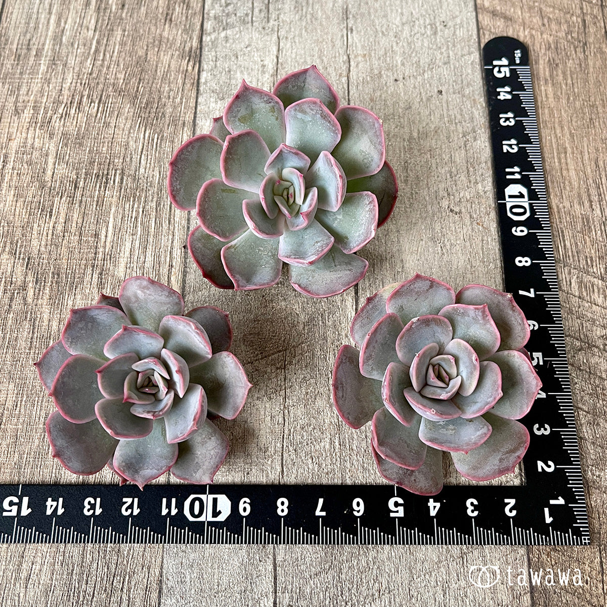 ＊新入荷＊　アールグレイ【単頭】