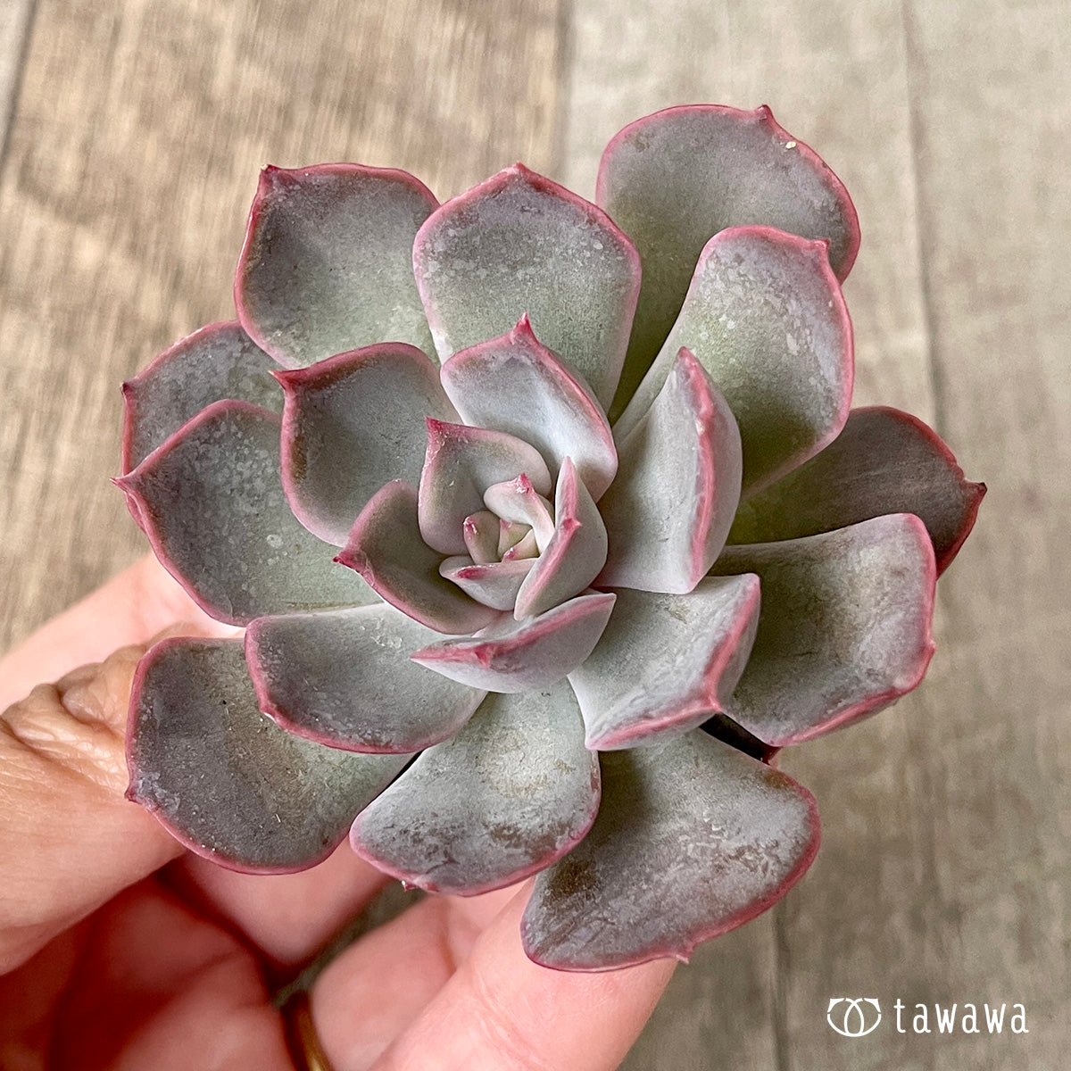 アールグレイ◎多肉植物 カット苗 韓国苗 エケベリア等 アールグレイ◎多肉植物 カット苗 韓国苗 エケベリア等 【公式通販】