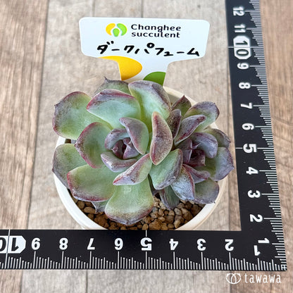 New Arrivals: Ice Green