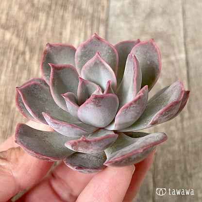 ＊新入荷＊　アールグレイ【単頭】