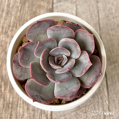 ＊新入荷＊　アールグレイ【単頭】