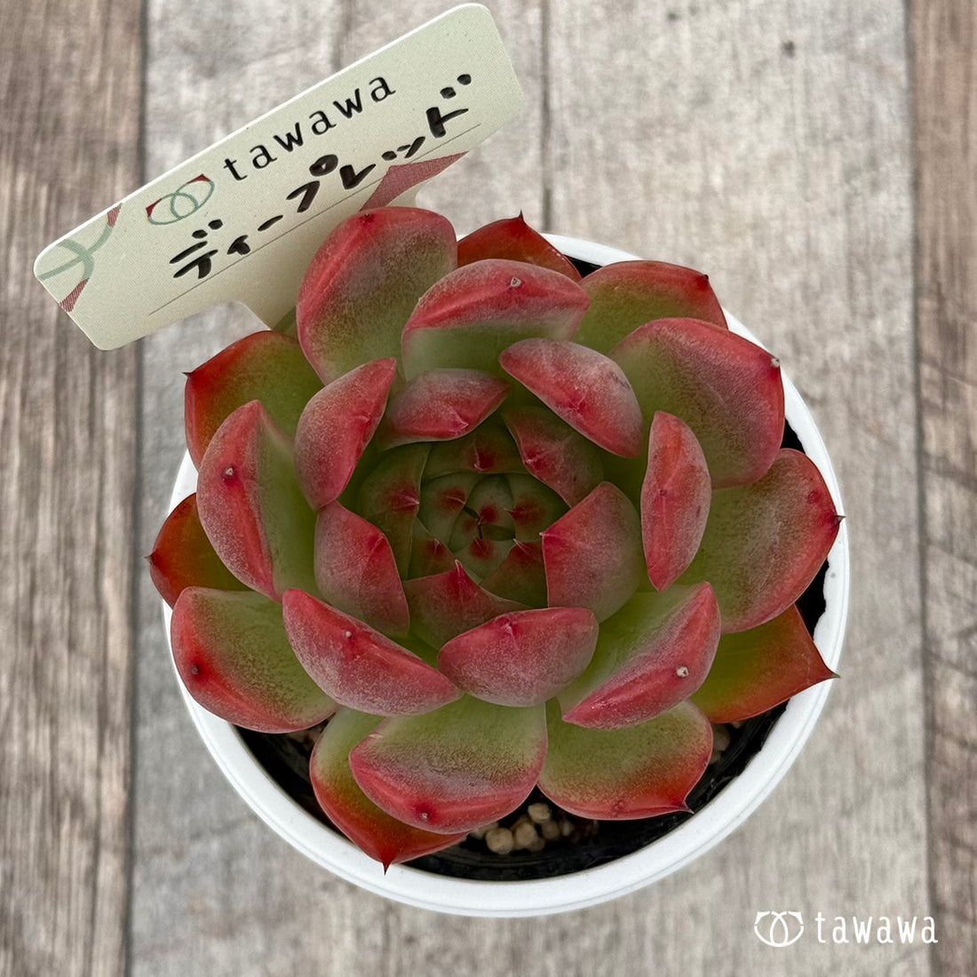 ディープレッド 【tawawaハウス苗】