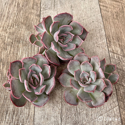 ＊新入荷＊　アールグレイ【子株付き】